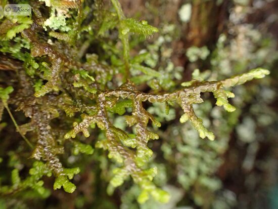 Frullania tamarisci